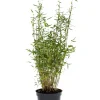 Bambus 'Rufa/Simba' 23 cm potte