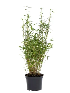 Bambus 'Rufa/Simba' 23 cm potte