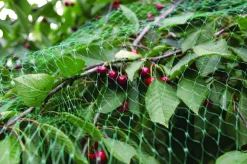 Fuglenet 2 x 5 meter - Garden®