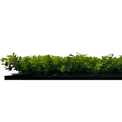 Jangal Modular Wall plantepanel 52 x 52 cm - Buxus