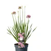 Prydløg Allium 17 cm